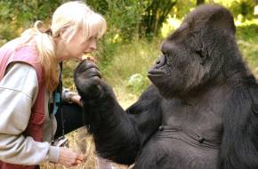 Dr. Goodall Kokóra, a gorillára emlékezik