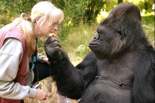 Dr. Goodall Kokóra, a gorillára emlékezik