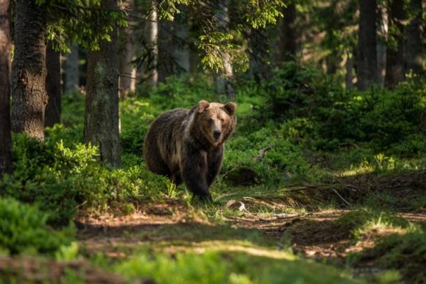 Barna medve
Forrás: WWF
Szerző: TOMAS HULIK