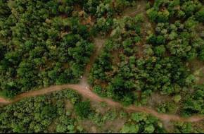 Erdők és fák: egy fenntartható jövő őrzői