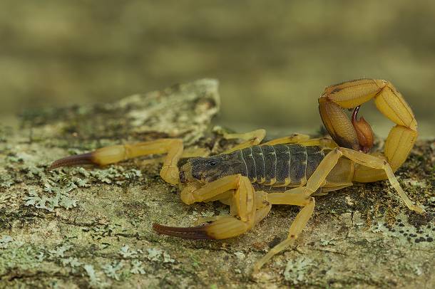 Tityus serrulatus
Forrás: www.flickr.com
Szerző: José Roberto Peruca