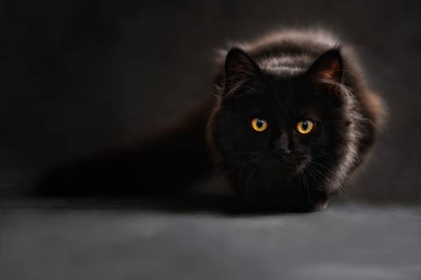 A macskák és gazdijuk közötti kommunikációt vizsgálták ELTE Etológia Tanszékének kutatói
Forrás: pixabay.com