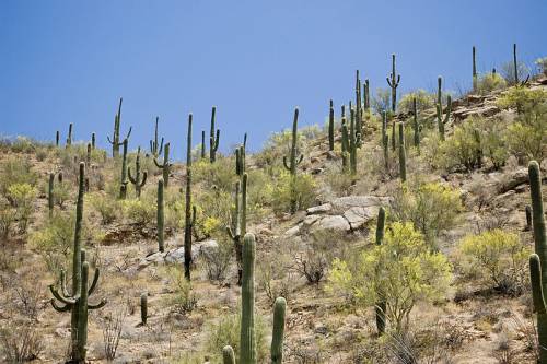 Az Andok kaktuszai lesznek láthatók az őszi kaktuszkiállításon