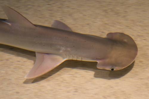 A világ első ismert mindenevő cápafaját azonosították a kutatók