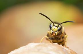 A darazsakat utálják, a méheket szeretik az emberek, pedig egyformán hasznosak