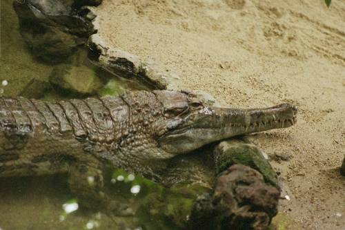 Új afrikai krokodilfajt azonosítottak