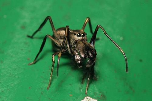 Ez a pók, akárcsak az emlősök, anyatejjel táplálja kicsinyeit