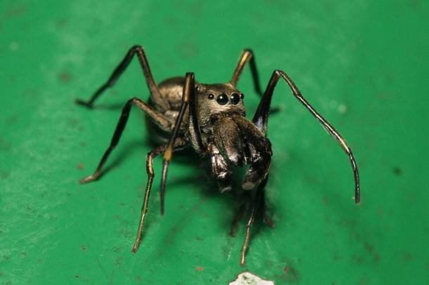 Ez a pók, akárcsak az emlősök, anyatejjel táplálja kicsinyeit
Forrás: commons.wikimedia.org
Szerző: Sarefo