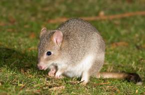 Kihalás fenyegeti Ausztrália egyik apró erszényesét, az északi patkánykengurut