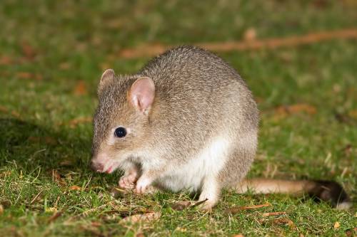 Kihalás fenyegeti Ausztrália egyik apró erszényesét, az északi patkánykengurut