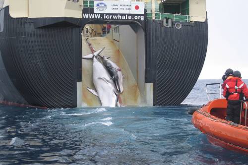 Igen magas áron keltek el a kereskedelmi célú bálnavadászatból származó húsok egy Japán árverésen