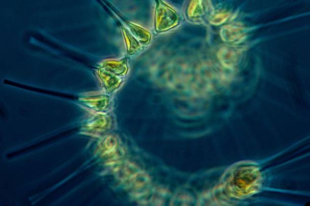 Fitoplankton
Forrás: hu.wikipedia.org