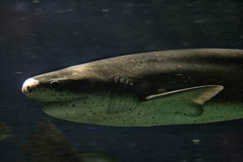 Eltűnőben a nagy fehércápa a dél-afrikai vizekben, élőhelyét másik cápafaj veszi birtokba