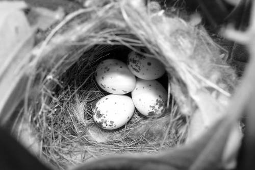 Műanyagból származó adalékanyagot találtak északi-sarkvidéki madár tojásaiban