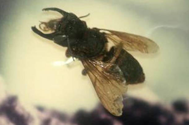 Megachile-pluto
Forrás: en.wikipedia.org