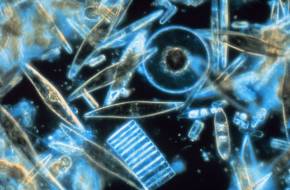 Fogynak az óceánokban a fitoplanktonok