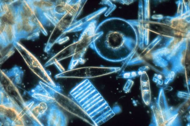 Fitoplanktonok
Forrás: NOA