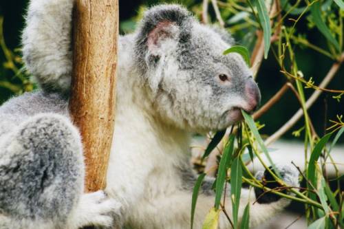 Drónokkal figyelik a koalákat Ausztráliában