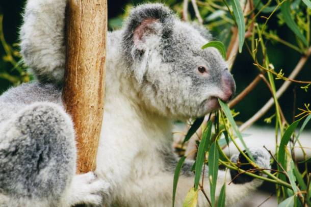 Falatozó koala
Forrás: hu.wikipedia.org
Szerző: Arnaud Gaillard