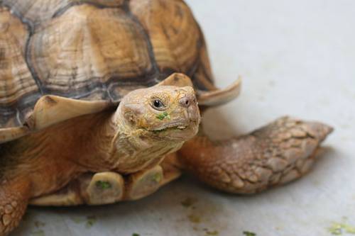 Állatcsempészet: több mint 1500 teknőst foglaltak le
