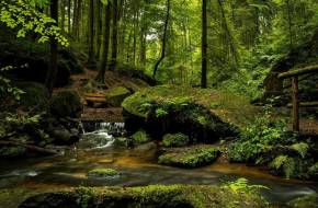 Erdők világnapja - 10 dolog, amiért imádjuk az erdőket
