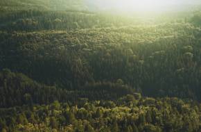 Országos erdőfrissítés indul: 22 millió facsemete kerül elültetésre