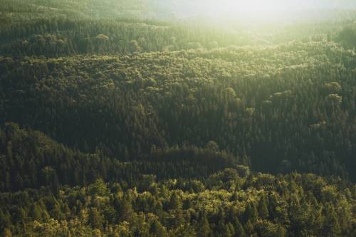 Országos erdőfrissítés indul: 22 millió facsemete kerül elültetésre