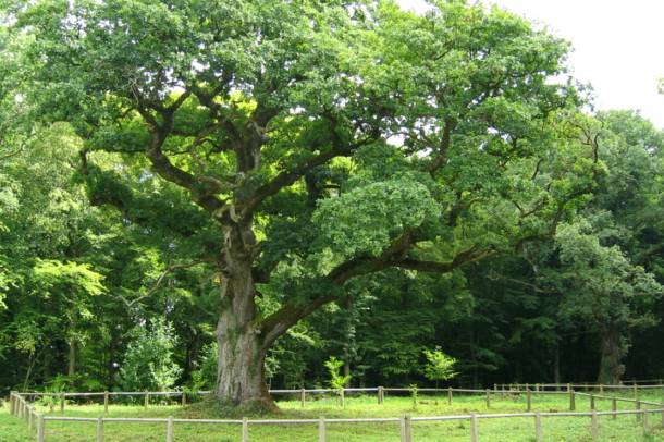 300 éves kocsánytalan tölgyfa (Quercus petraea) Franciaországban (Rigney, 2007)
Forrás: commons.wikimedia.org
Szerző: Arnaud Clerget