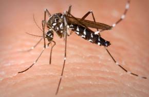 Betegségterjesztő szúnyogok elterjedésének kedvez a globális felmelegedés