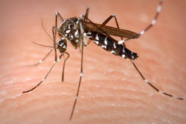 Nőstény ázsiai tigrisszúnyog (Aedes albopictus)
Forrás: commons.wikimedia.org
Szerző: James Gathany/CDC