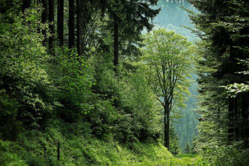 Erdők védelmében - Invazív rovarfajokról adott ki tájékoztatót a FAO