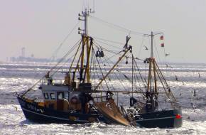 Hálózatelemzéssel a túlhalászat ellen