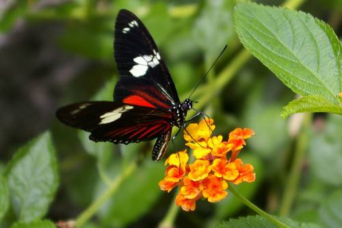Trópusi pillangók karnyújtásnyira a szegedi füvészkertben