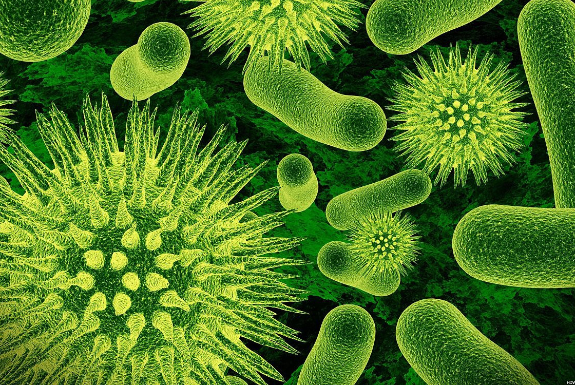 vírusok és baktériumok