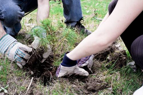 Több mint 20 ezer fát ültettek a 10 millió Fa közösség tagjai!