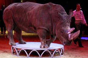 Életbe lépett a vadállatok cirkuszi szerepeltetését tiltó törvény Szlovákiában