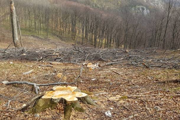 A kivágott 180 éves erdő a Bükki Nemzeti Parkban (2019. május)
Forrás: WWF Magyarország
Szerző: Galhidy László
