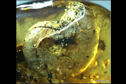 100 millió éves, tengeri puhatestűt magába záró borostyánkövet találtak