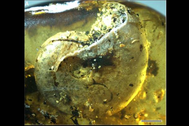 Ammonitesz (Puzosia) borostyánkőbe zárva
Forrás: www.pnas.org