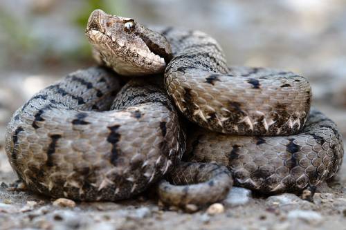Kígyómarás - Négy percenként meghal valaki