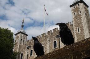 Harminc év után újból hollófiókák születtek a londoni Towerben
