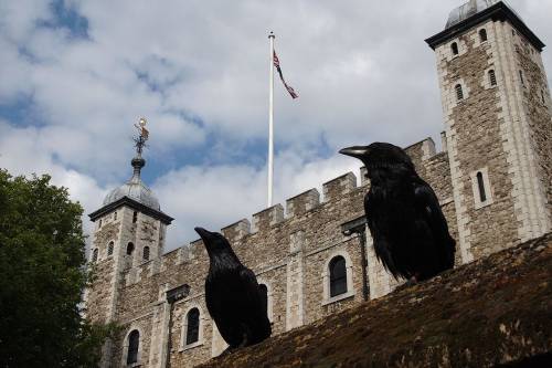 Harminc év után újból hollófiókák születtek a londoni Towerben
