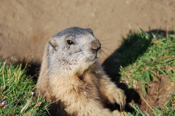 Havasi mormota (Marmota marmota)
Forrás: commons.wikimedia.org
Szerző: Maximilian Narr
