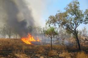 Erdő- és bozóttüzek tombolnak Észak-Izraelben, Galileában