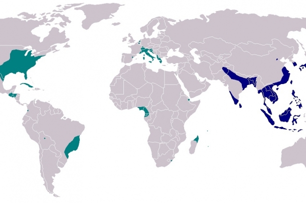 Tigrisszúnyog terjedése
Forrás: Wikipedia