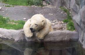 Jégbe töltött finomságokat kapnak a moszkvai jegesmedvék a szokatlan hőség miatt