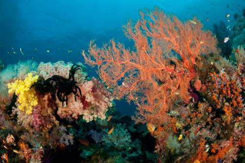 Óceánok világnapja: tarolnak a korallok - amíg még tehetik