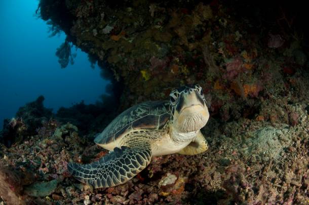 A korallzátonyok rengeteg élőlénynek biztosítanak otthont
Forrás: wwf.hu
Szerző: Juergen Freund