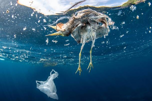 A műanyaghulladék állatok tömeges pusztulásához vezet
Forrás: WWF Magyarország
Szerző: Krzysztof Bargiel
