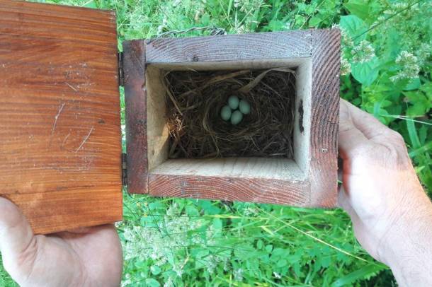 Légykapó madár tojásai az egyik kihelyezett odúban
Forrás: parkerdo.hu